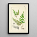A Century of Ferns Pl21 - William Jackson Hooker — framed artwork on a wall