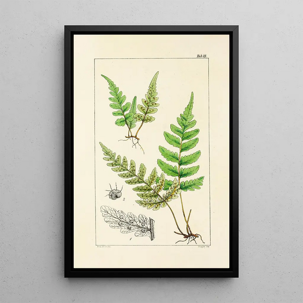 A Century of Ferns Pl21 - William Jackson Hooker — framed artwork on a wall
