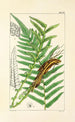 A Century of Ferns Pl22 - William Jackson Hooker — artwork view