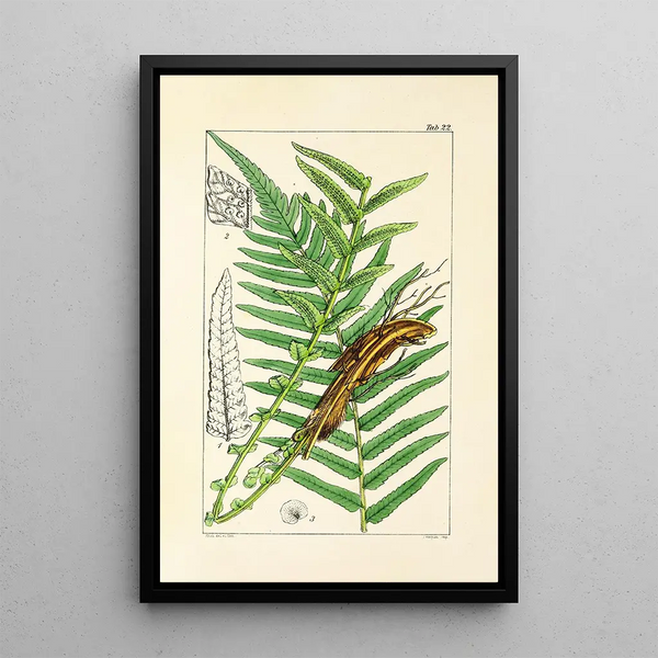 A Century of Ferns Pl22 - William Jackson Hooker — framed artwork on a wall