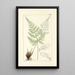 A Century of Ferns Pl23 - William Jackson Hooker — framed artwork on a wall