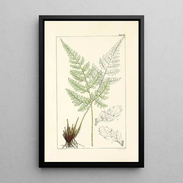 A Century of Ferns Pl23 - William Jackson Hooker — framed artwork on a wall