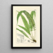 A Century of Ferns Pl24 - William Jackson Hooker — framed artwork on a wall