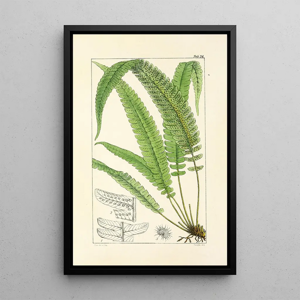 A Century of Ferns Pl24 - William Jackson Hooker — framed artwork on a wall