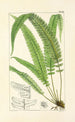 A Century of Ferns Pl24 - William Jackson Hooker — artwork view