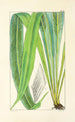 A Century of Ferns Pl25 - William Jackson Hooker — artwork view