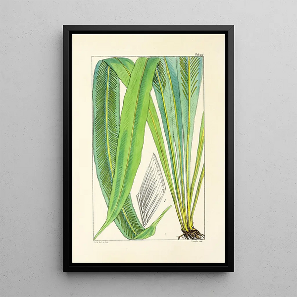 A Century of Ferns Pl25 - William Jackson Hooker — framed artwork on a wall