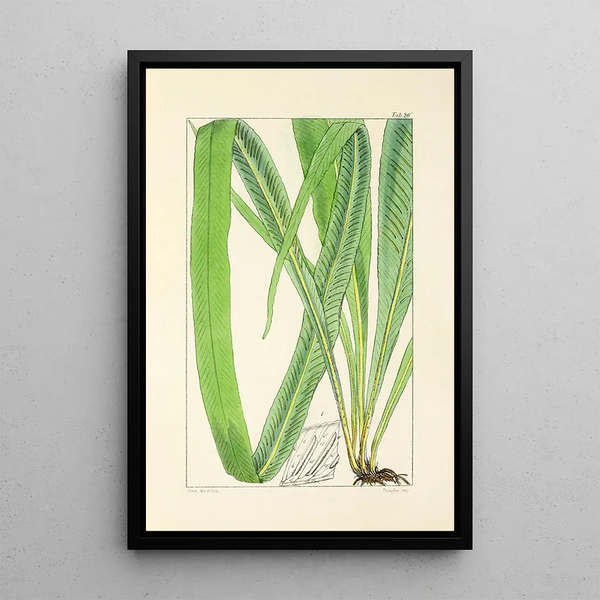 A Century of Ferns Pl26 - William Jackson Hooker — framed artwork on a wall