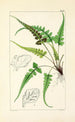 A Century of Ferns Pl27 - William Jackson Hooker — artwork view