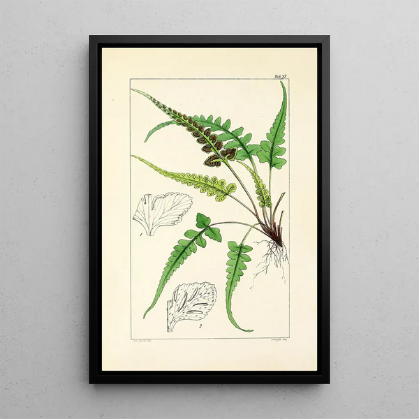 A Century of Ferns Pl27 - William Jackson Hooker — framed artwork on a wall