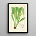 A Century of Ferns Pl28 - William Jackson Hooker — framed artwork on a wall