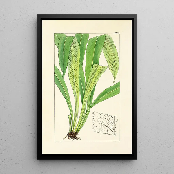 A Century of Ferns Pl28 - William Jackson Hooker — framed artwork on a wall
