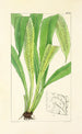 A Century of Ferns Pl28 - William Jackson Hooker — artwork view