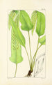 A Century of Ferns Pl29 - William Jackson Hooker — artwork view