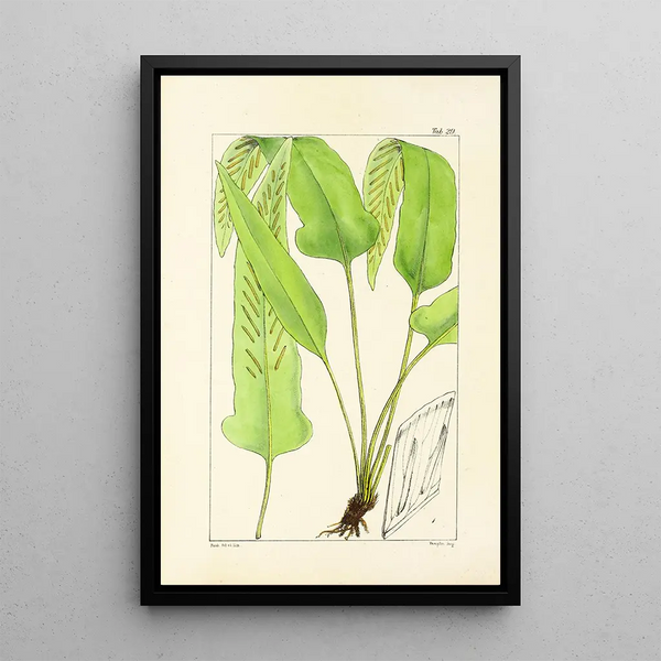 A Century of Ferns Pl29 - William Jackson Hooker — framed artwork on a wall