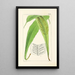 A Century of Ferns Pl30 - William Jackson Hooker — framed artwork on a wall