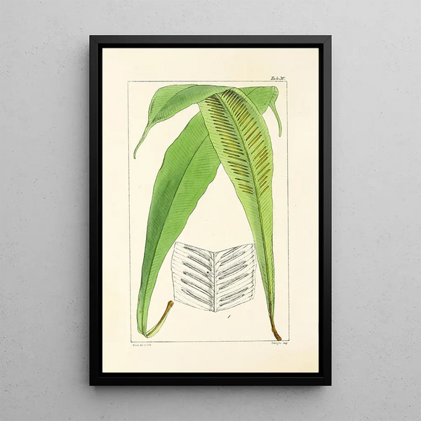A Century of Ferns Pl30 - William Jackson Hooker — framed artwork on a wall