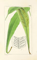 A Century of Ferns Pl30 - William Jackson Hooker — artwork view