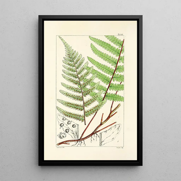 A Century of Ferns Pl31 - William Jackson Hooker — framed artwork on a wall
