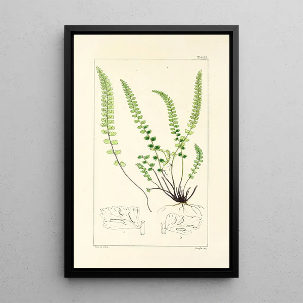 A Century of Ferns Pl32 - William Jackson Hooker — framed artwork on a wall