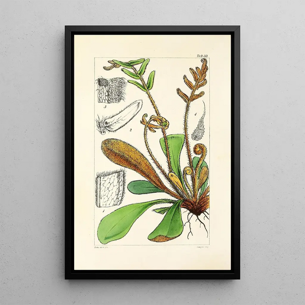 A Century of Ferns Pl33 - William Jackson Hooker — framed artwork on a wall