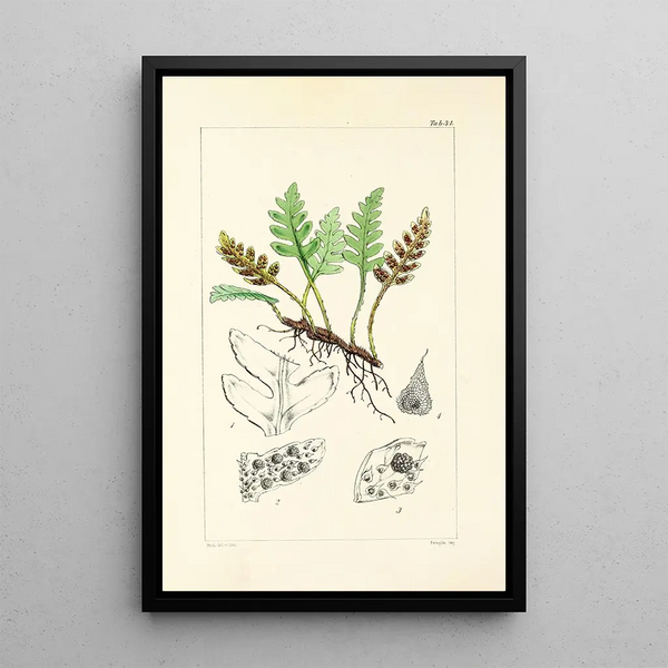 A Century of Ferns Pl34 - William Jackson Hooker — framed artwork on a wall