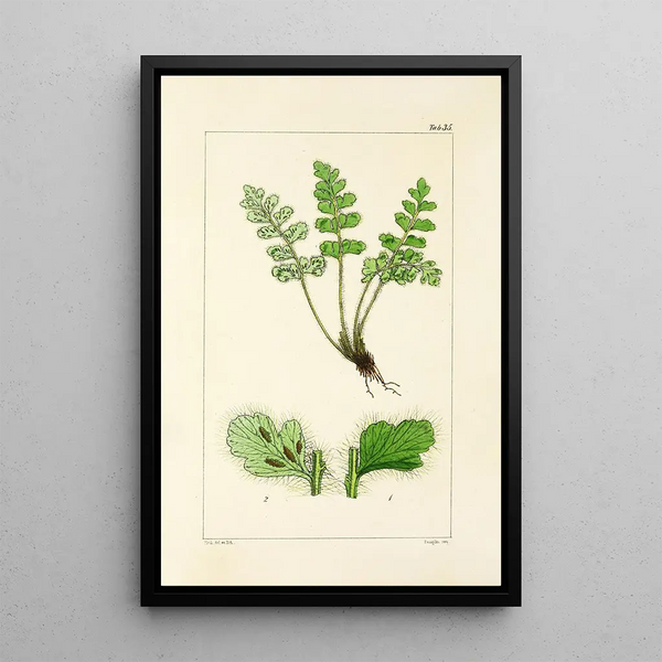 A Century of Ferns Pl35 - William Jackson Hooker — framed artwork on a wall
