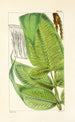 A Century of Ferns Pl36 - William Jackson Hooker — artwork view