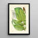 A Century of Ferns Pl36 - William Jackson Hooker — framed artwork on a wall
