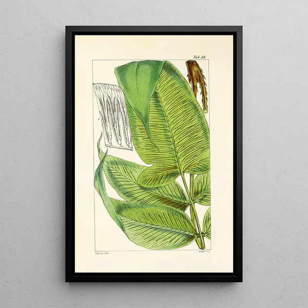 A Century of Ferns Pl36 - William Jackson Hooker — framed artwork on a wall