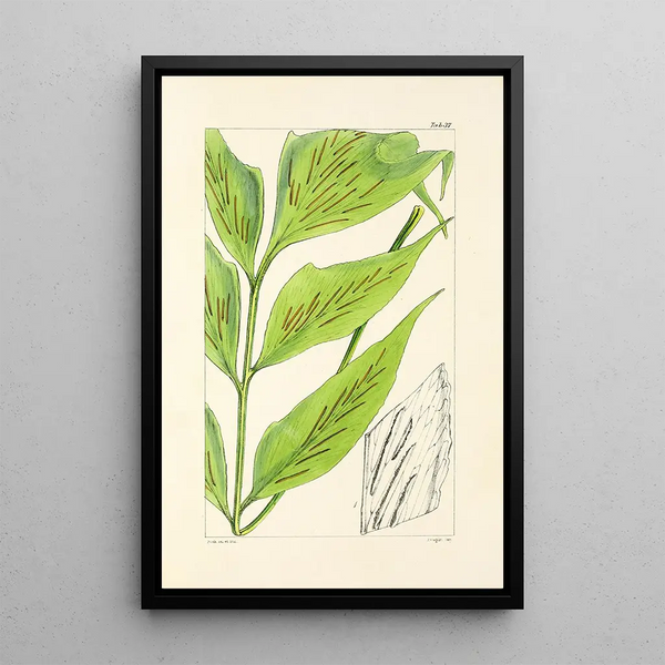 A Century of Ferns Pl37 - William Jackson Hooker — framed artwork on a wall