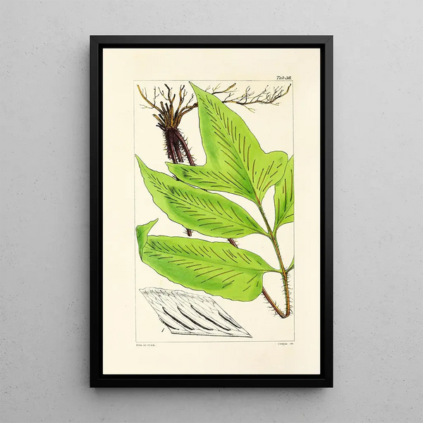 A Century of Ferns Pl38 - William Jackson Hooker — framed artwork on a wall