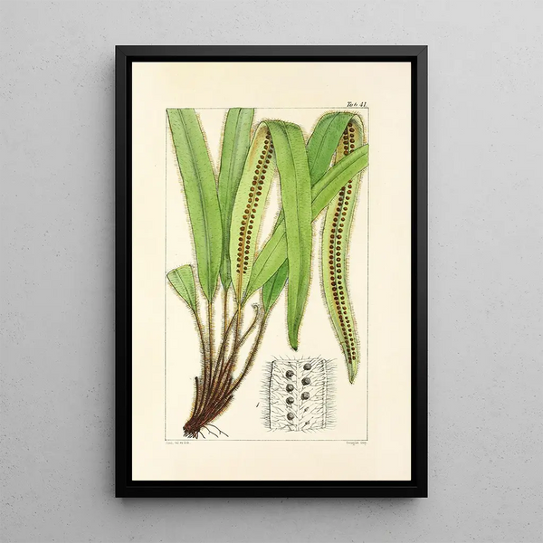 A Century of Ferns Pl39 - William Jackson Hooker — framed artwork on a wall