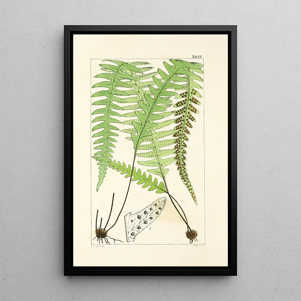 A Century of Ferns Pl40 - William Jackson Hooker — framed artwork on a wall