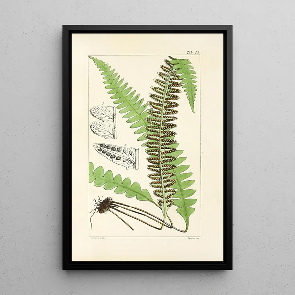 A Century of Ferns Pl41 - William Jackson Hooker — framed artwork on a wall