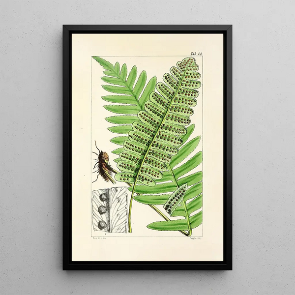 A Century of Ferns Pl42 - William Jackson Hooker — framed artwork on a wall