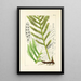 A Century of Ferns Pl43 - William Jackson Hooker — framed artwork on a wall