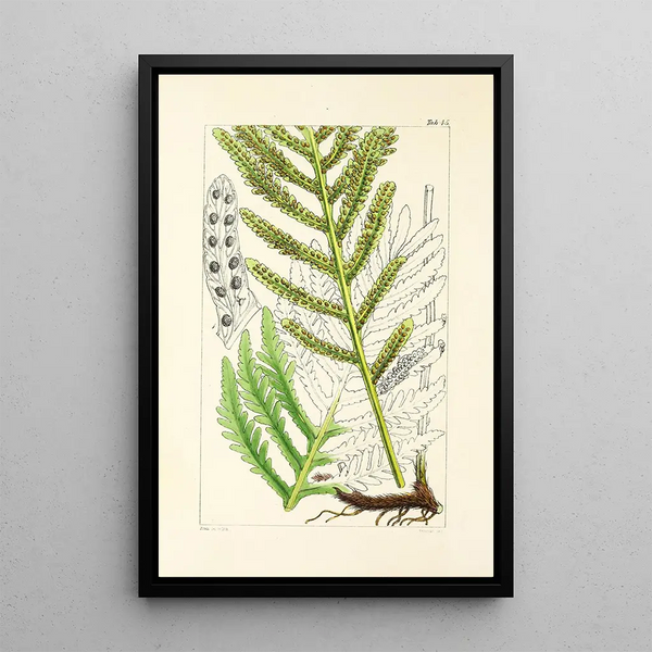 A Century of Ferns Pl43 - William Jackson Hooker — framed artwork on a wall