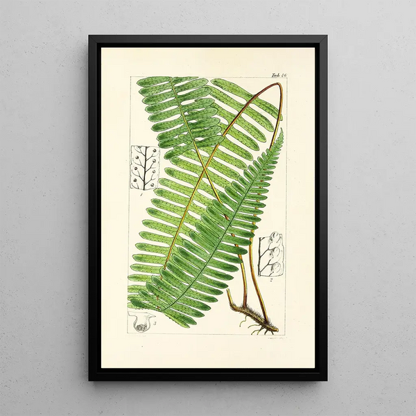 A Century of Ferns Pl44 - William Jackson Hooker — framed artwork on a wall