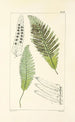 A Century of Ferns Pl45 - William Jackson Hooker — artwork view