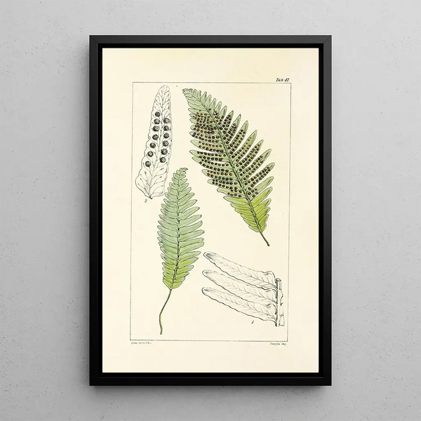 A Century of Ferns Pl45 - William Jackson Hooker — framed artwork on a wall