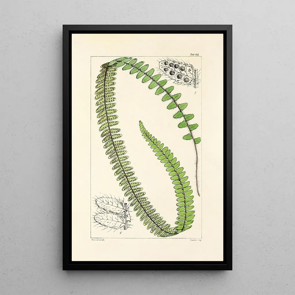 A Century of Ferns Pl46 - William Jackson Hooker — framed artwork on a wall