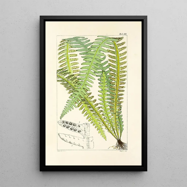 A Century of Ferns Pl47 - William Jackson Hooker — framed artwork on a wall