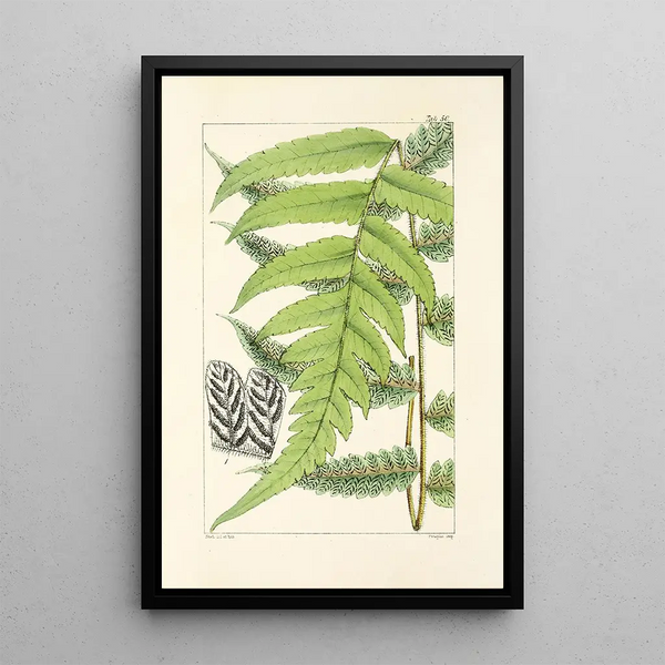 A Century of Ferns Pl48 - William Jackson Hooker — framed artwork on a wall