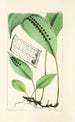 A Century of Ferns Pl49 - William Jackson Hooker — artwork view