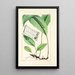 A Century of Ferns Pl49 - William Jackson Hooker — framed artwork on a wall