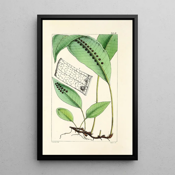 A Century of Ferns Pl49 - William Jackson Hooker — framed artwork on a wall