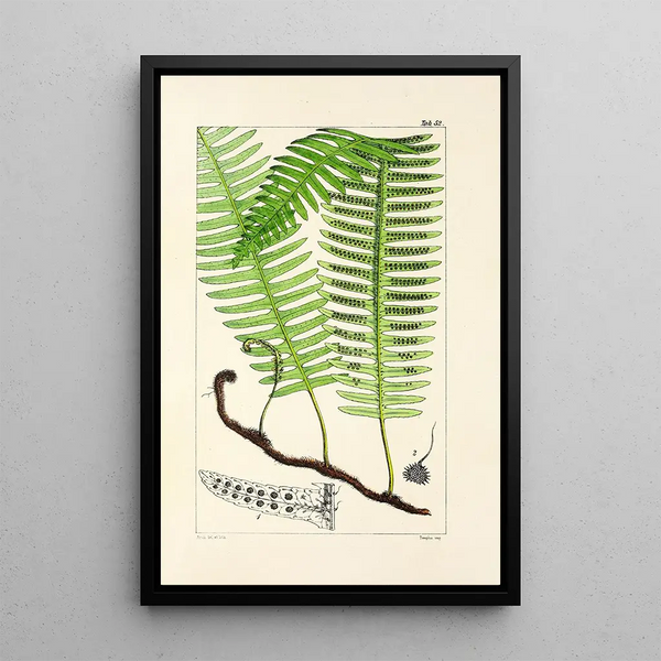 A Century of Ferns Pl50 - William Jackson Hooker — framed artwork on a wall