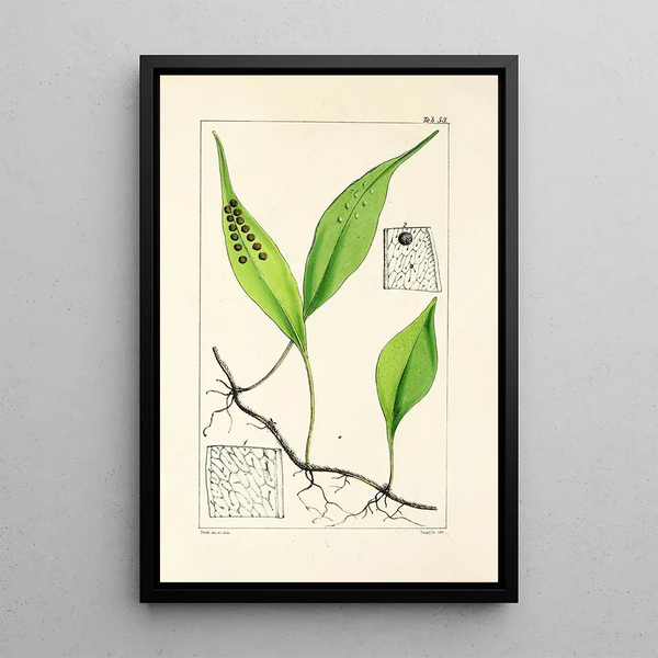 A Century of Ferns Pl51 - William Jackson Hooker — framed artwork on a wall