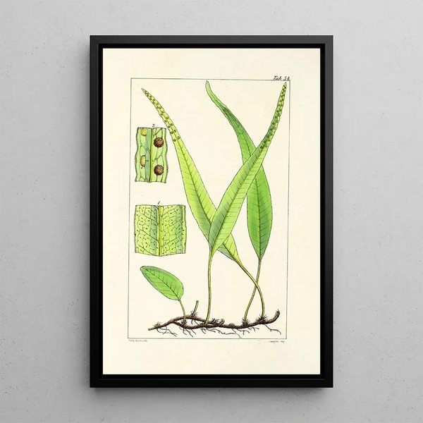 A Century of Ferns Pl52 - William Jackson Hooker — framed artwork on a wall